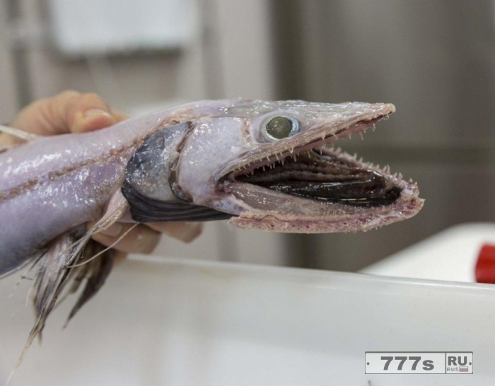 Эти странные морские существа были найдены в австралийской бездне.