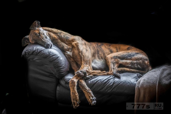 Фотографии, сделанные любителями собак со всего мира, завоевали сердца судей в ежегодном конкурсе.