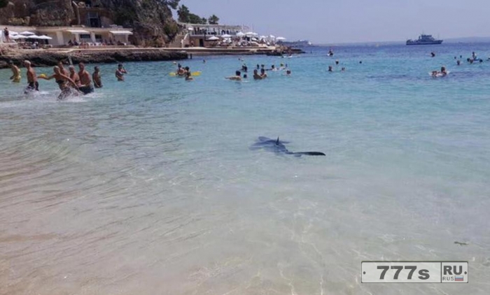 Испуганные отдыхающие Магалуфа выбежали из моря, когда заметили 2,5-метровую акулу у самого берега.