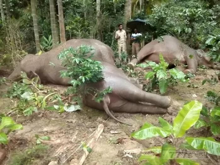 На снимках показано стадо слонов, убитых высоковольтными электрическими кабелями.