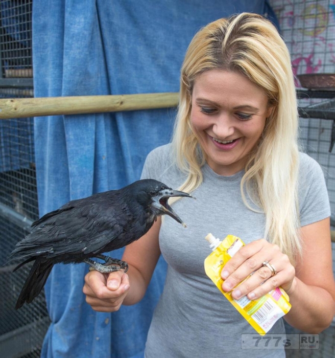 Любительница птиц взяла домой раненного грача, назвала его Расселом Кроу и построила для него птичник за 2000 фунтов стерлингов.