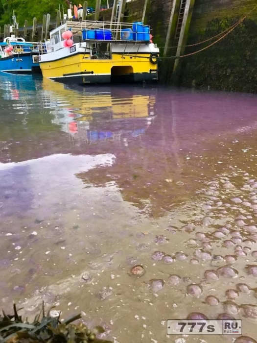 От жары тысячи медуз, превратили море Великобритании в фиолетовый цвет.