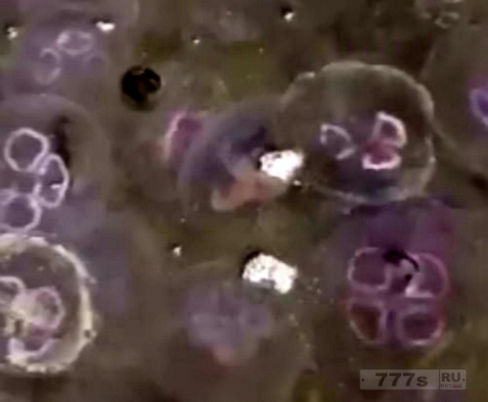 От жары тысячи медуз, превратили море Великобритании в фиолетовый цвет.