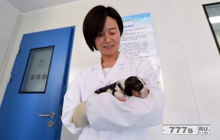 Этот пушистый щенок – клон и супер собака выведенный китайскими учеными.