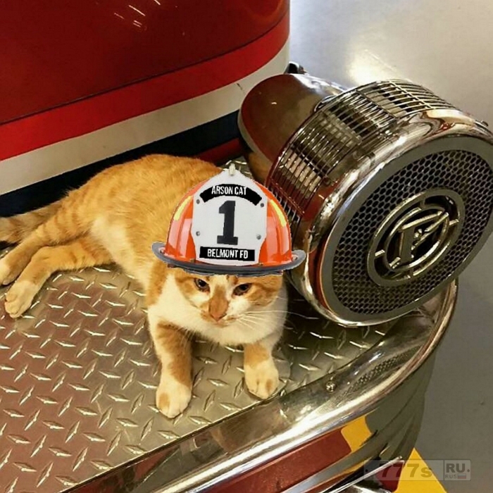 Котенок, спасенный пожарными, остался работать на станции.