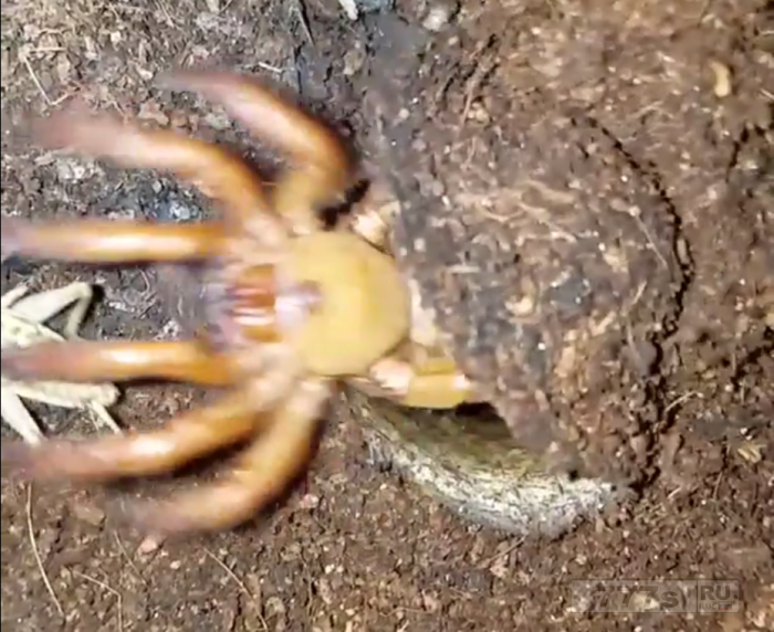Если вы считаете, что не боитесь пауков, посмотрите это ужасное видео.