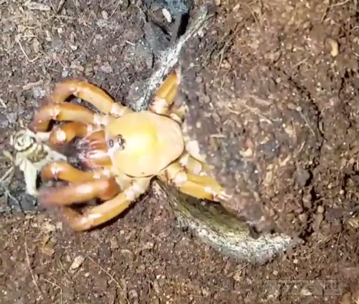 Если вы считаете, что не боитесь пауков, посмотрите это ужасное видео.
