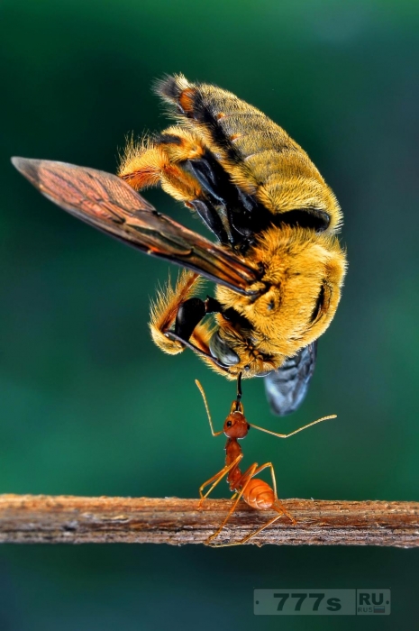 Крошечный муравей поднимает пчелу, как будто он находится на анаболических стероидах.