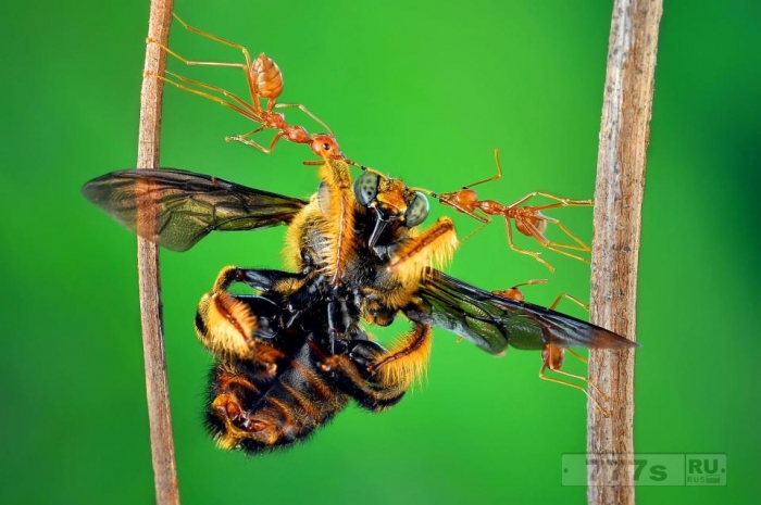 Крошечный муравей поднимает пчелу, как будто он находится на анаболических стероидах.