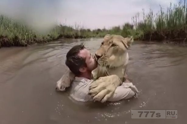 «Дресировщик львов» находит общий язык с изящными хищниками.
