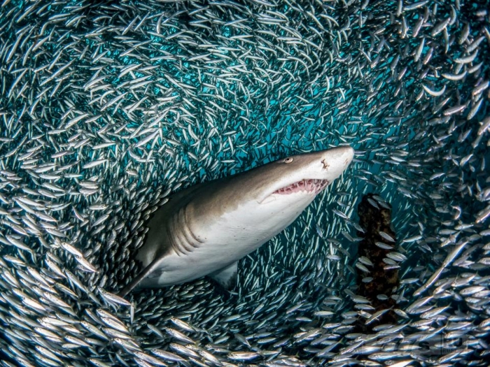 Потрясающие кадры - тигровая акула в окружении маленьких рыбок.