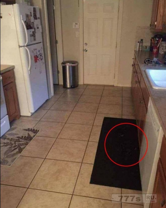 Найдите собаку на кухне в этой головоломке. Это очень непросто.