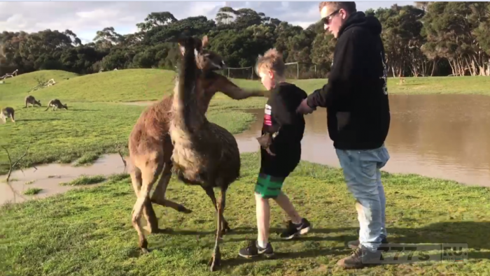Смешной момент кенгуру ударил мальчика в лицо - и его мама и папа рассмеялись.