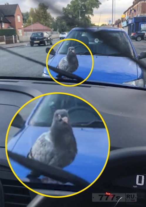 Ленивый голубь сел на капот автомобиля.