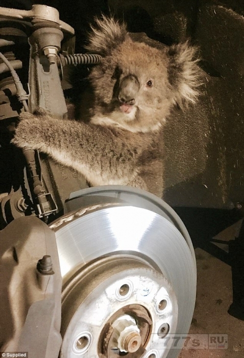 Келли коала пережила смертельную поездку, когда она застряла под капотом движущейся машины.