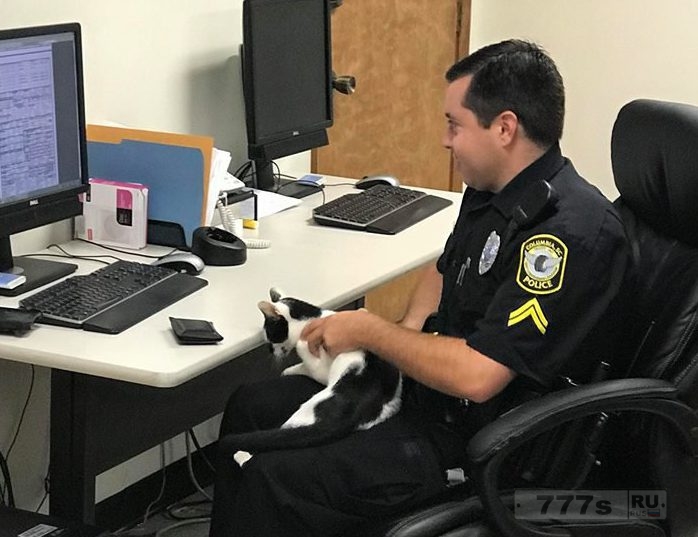 Кошку, которая не перестаёт пробираться в свой местный полицейский участок, заберет себе полицейский