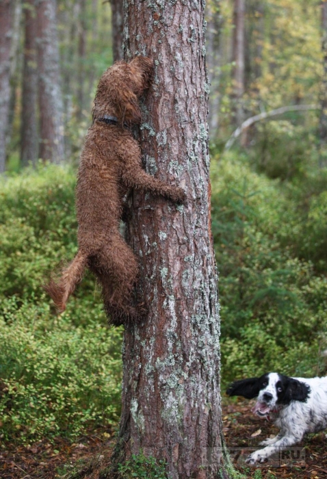 Владелица собаки была ошеломлена, когда обнаружила, что ее собака Кокапу может взбираться на деревья.