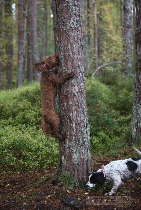 Владелица собаки была ошеломлена, когда обнаружила, что ее собака Кокапу может взбираться на деревья.