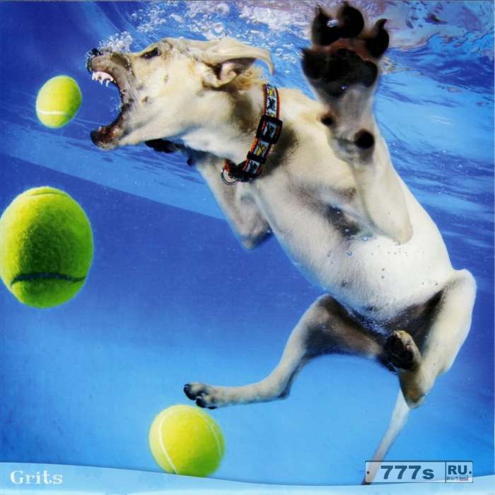 Симпатичных собак сфотографировали ныряющими под воду за шариками.