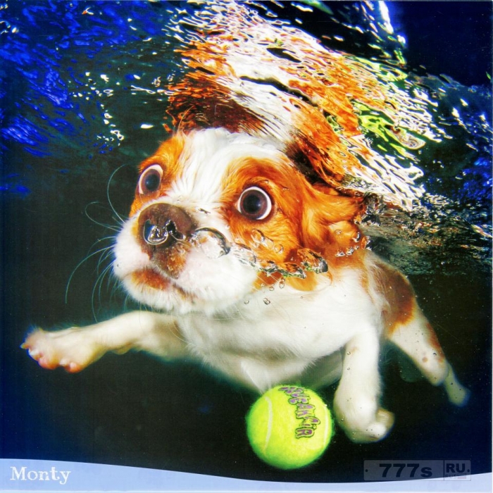 Симпатичных собак сфотографировали ныряющими под воду за шариками.