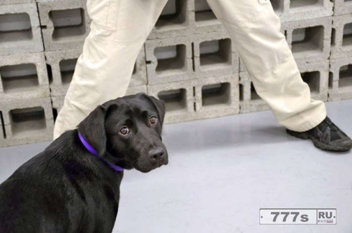 ЦРУ отстранила собаку, поскольку она «не проявляла интереса» к тренировке по обнаружению взрывчатых веществ.