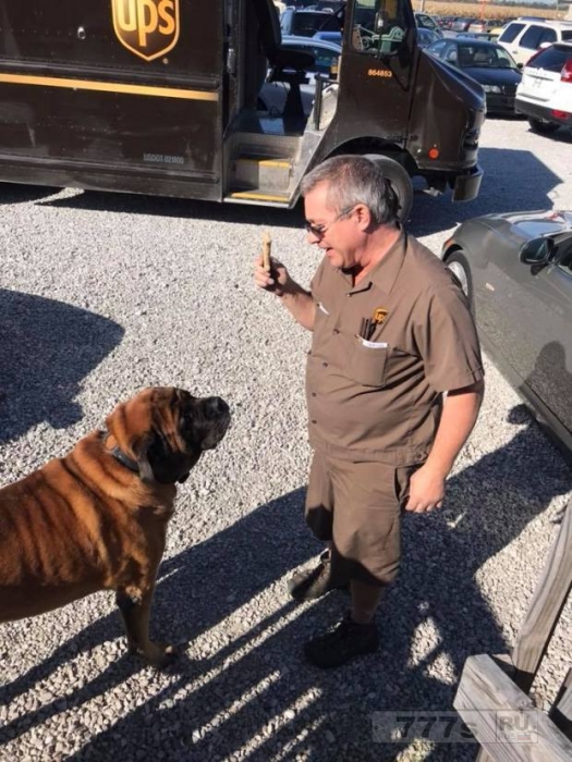 В Фэйсбук есть группа, в которой водители UPS делятся фотографиями хороших собак.