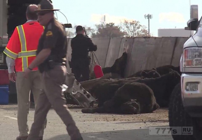 При аварии грузовика на эстакаде в штате Юта выпало 25 коров.