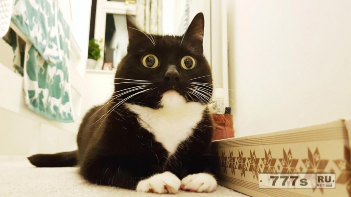 Кошка Зельда напугала своими глазами 30 000 подписчиков Твиттера