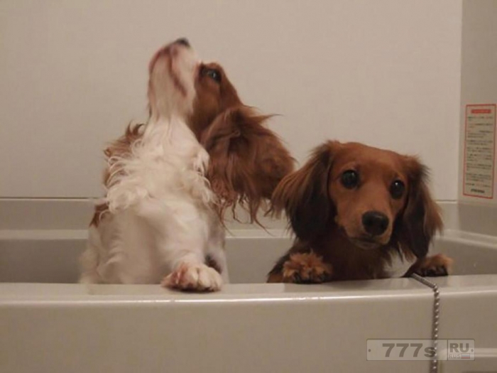 Фотографии милых домашних животных, принимающих ванны.