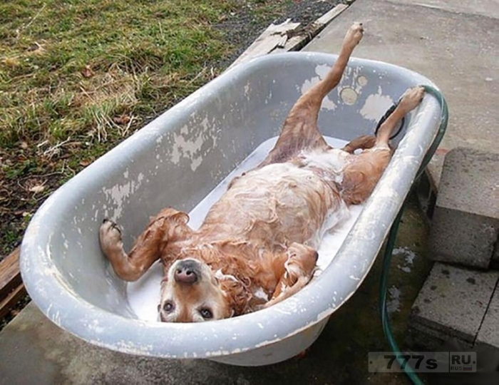 Фотографии милых домашних животных, принимающих ванны.