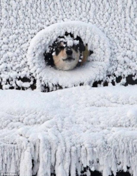 Веселые снимки домашних животных, резвящихся в снегу.