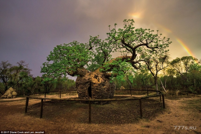 Удивительные фотографии самых необычных деревьев в мире
