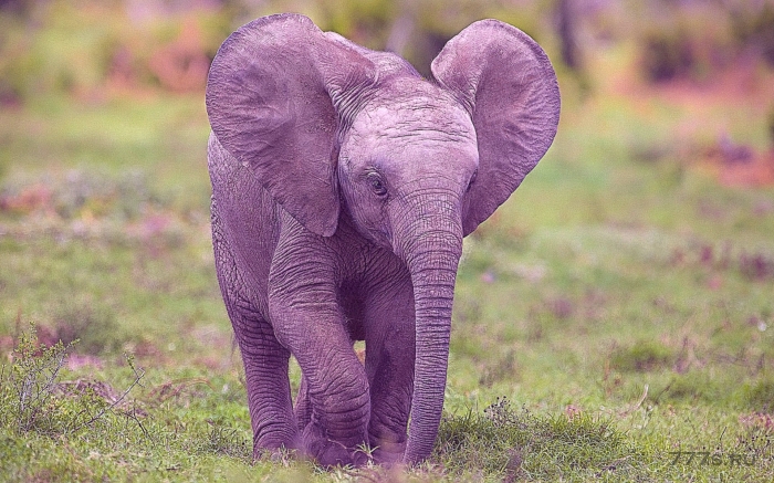 Необычное поведение слоненка
