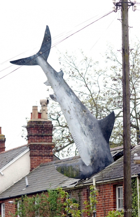 7,5-метровая большая белая акула, торчащая из крыши, стала охраняемым туристическим местом
