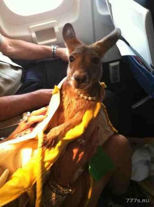 Пассажиры делятся своими смешными встречами c животными в самолете во время полета