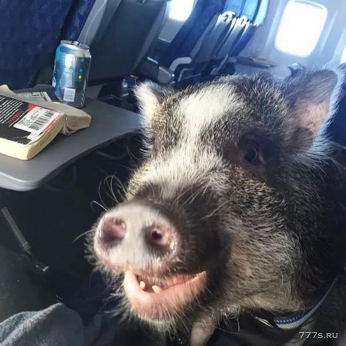 Пассажиры делятся своими смешными встречами c животными в самолете во время полета