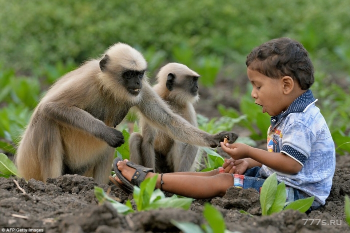 Маугли из реальной жизни подружился с обезьянами: местные жители обалдели, как малыш общался с животными.