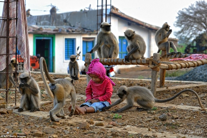 Маугли из реальной жизни подружился с обезьянами: местные жители обалдели, как малыш общался с животными.