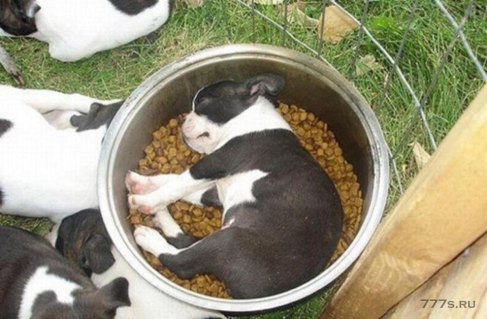 Очаровательные фотографии голодных молодых щенков, которые так наелись, что не удержались и заснули