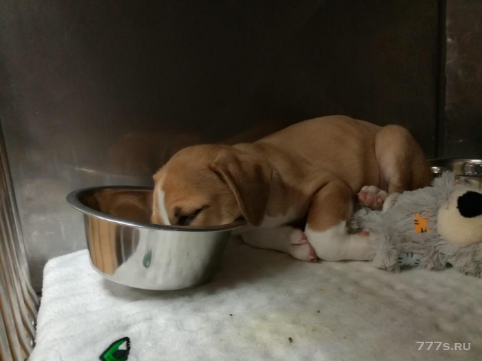 Очаровательные фотографии голодных молодых щенков, которые так наелись, что не удержались и заснули