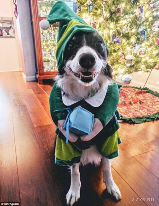 Домашние животные Инстаграма празднуют Рождество и Новый год, одевшись в праздничные костюмы - результаты восхитительны