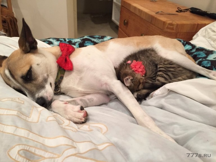 Тревожная собака ненавидела, когда ее оставляли в покое, поэтому ее хозяин поручил ей котенка