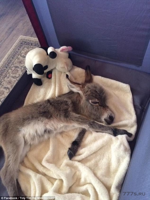 Знакомьтесь с Tiny Tim очаровательным осликом, который «играет, балуется и спит» со своими друзьями-щенками.