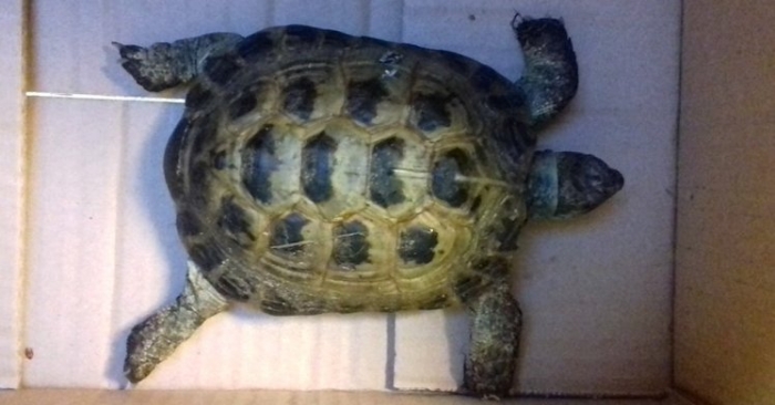Пропавшую черепаху нашли после 6-месячной прогулки