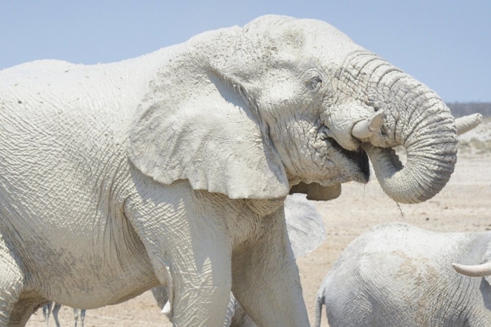 Удивительные белые слоны, покрытые глиной, обманывали туристов
