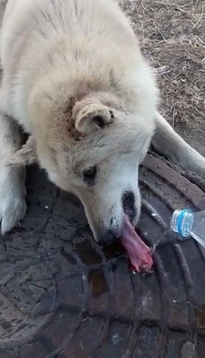 Добрый самаритянин спасает собаку, язык которой примерз к крышке люка из-за мороза