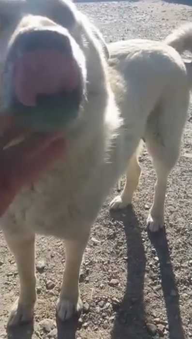 Добрый самаритянин спасает собаку, язык которой примерз к крышке люка из-за мороза
