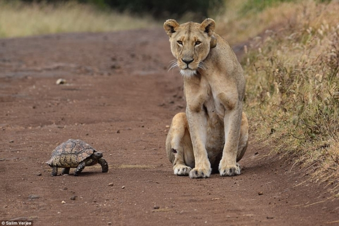 Странная сцена, когда черепаха подходит ко львице на пыльной дороге