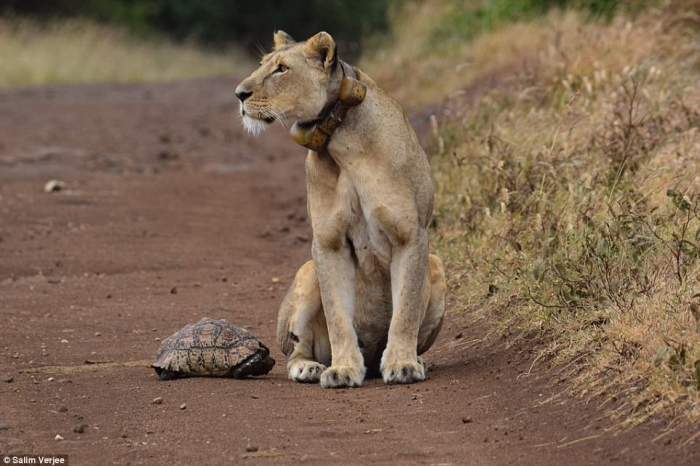 Странная сцена, когда черепаха подходит ко львице на пыльной дороге