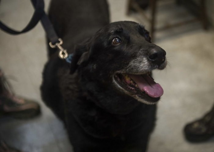 «Пропавшая» собака, объявленная мертвой 10 лет назад, таинственно появляется снова